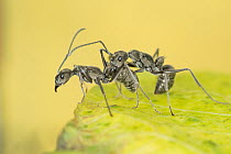 Two India queenless ants (Diacamma indicum) fighting, West Bengal, India.
