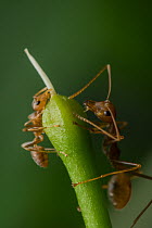Two Asian weaver ants (Oecophylla smaragdina) sucking sap from a flower bud, West Bengal, India.