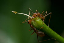 Two Asian weaver ants (Oecophylla smaragdina) sucking sap from a flower bud, West Bengal, India.