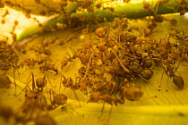 Asian weaver ant (Oecophylla smaragdina), worker ants in small, temporary nest chamber with eggs, West Bengal, India.