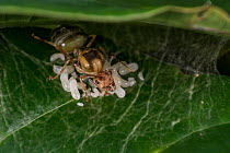 Asian weaver ant (Oecophylla smaragdina), queen, nest building, using silk produced by larvae to sew leaves together, West Bengal, India.
