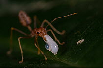 Asian weaver ant (Oecophylla smaragdina) worker, carrying larva between its mandibles, West Bengal, India.