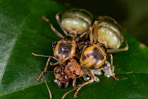 Two Asian weaver ants (Oecophylla smaragdina), queens founding a new nest, tending to eggs, West Bengal, India.
