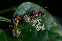 Two Asian weaver ants (Oecophylla smaragdina), queens founding a new nest, tending to eggs, West Bengal, India.