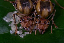 Two Asian weaver ants (Oecophylla smaragdina), queens, founding a new nest, tending to eggs, West Bengal, India.