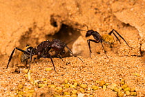 Namib desert dune ant (Camponotus fulvopilosus) soldier (foreground) and worker (background) on sand, Swakopmund, Namibia.