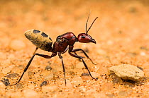 Namib desert dune ant (Camponotus detritus), queen on sand with visible wing scars on her thorax, Swakopmund, Namibia.