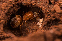 Queen ant (Lasius emarginatus) in her foundation chamber with eggs and larvae, Genova, Italy. February.