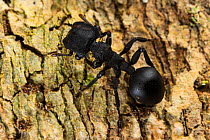 Turtle-ant (Cephalotes sp.) close up, Los Amigos Biological Station, Peru