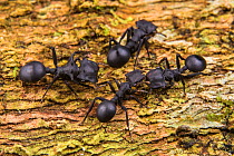 Turtle-ants (Cephalotes sp.) engaged in grooming,  Los Amigos Biological Station, Peru.