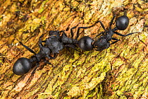 Three Turtle-ant (Cephalotes sp.) engaged in grooming and anal-trophallaxis, Los Amigos Biological Station, Peru.