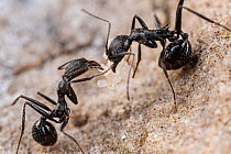 Funnel ant (Aphaenogaster spinosa), worker ants carrying eggs to a new nest, Rome, Italy. May.