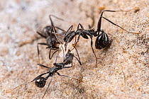 Funnel ant (Aphaenogaster spinosa), worker ants carrying eggs to a new nest, Rome, Italy. May.