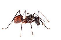 Giant forest ant (Dinomyrmex gigas) portrait on white background, Borneo.