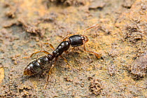 Indolent ant (Ponera coarctata), eyeless worker, close up, Genova, Italy. March.