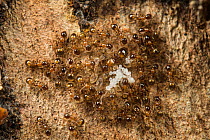 Ant colony (Temnothorax sp.) on a tree, queen, eggs and larvae surrounded by worker ants, Rome, Italy. March.