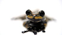 Prince Charles stream frog (Hyloscirtus princecharlesi) close up, Centro Jambatu. Captive.