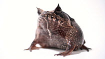 Spix's horned tree frog (Hemiphractus scutatus) female profile, Centro Jambatu. Captive.