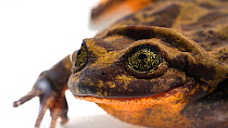 Sehuencas water frog (Telmatobius yuracare) male resting underwater, Museo d'Orbigny. Critically Endangered. Captive.