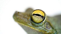 Rosenberg's gladiator frog (Boana rosenbergi) close up of head, Balsa de los Sapos, Ecuador. Captive.