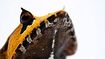 Spix's horned treefrog (Hemiphractus scutatus) male close up, Balsa de los Sapos, Ecuador. Captive.