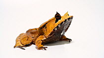 Spix's horned treefrog (Hemiphractus scutatus) male profile, Balsa de los Sapos, Ecuador. Captive.