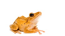 Hong Kong whipping frog (Polypedates megacephalus) profile, ACCB Cambodia.