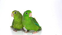 Green rumped parrotlet (Forpus passerinus) male and female looking around, then male moves next to female, Loro Parque Fundacion. Captive.