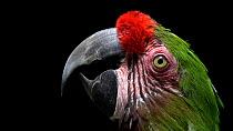 Bolivian military macaw (Ara militaris boliviana) close up profile of head, Loro Parque Fundacion. Captive.
