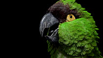 Maroon-fronted parrot (Rhynchopsitta terrisi) fluffing up head feathers, Loro Parque Fundacion. Endangered. Captive.