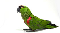 Maroon-fronted parrot (Rhynchopsitta terrisi) side profile, Loro Parque Fundacion. Endangered. Captive.