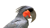 Stenolophus palm cockatoo (Probosciger aterrimus stenolophus) profile of head, Jurong Bird Park. Captive.