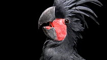 Palm cockatoo (Probosciger aterrimus goliath) vocalising with crest feathers erect, Loro Parque Fundacion. Captive.