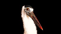 Asian woolly-necked stork (Ciconia episcopus) close up of head, ACCB Cambodia. Captive.