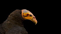 Lesser yellow-headed vulture (Cathartes burrovianus) turning head to look at camera, Tierpark Berlin. Captive.