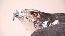 African hawk-eagle (Aquila spilogaster) close up of head, Zoopark Zajezd. Captive.