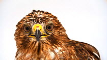 California red-shouldered hawk (Buteo lineatus elegans) vocalising and looking at camera, North Florida Wildlife Center. Captive.