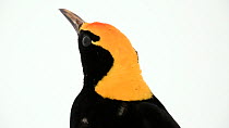 Regent bowerbird (Sericulus chrysocephalus) male close up, Healesville Sanctuary. Captive.