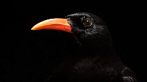Red-billed chough (Pyrrhocorax pyrrhocorax) close up portrait, Parque Biologico. Captive.