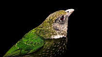 Green catbird (Ailuroedus crassirostris) close up profile, Healesville Sanctuary, Australia. Captive.