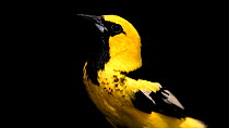 Spot-breasted oriole (Icterus pectoralis) female mid-shot profile, then leaves frame, Justin Miller's private collection, Florida. Captive.