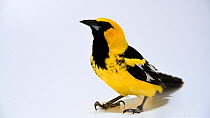 Spot-breasted oriole (Icterus pectoralis) female profile, leaving frame, Justin Miller's private collection, Florida. Captive.