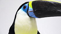 Cuvier's toucan (Ramphastos cuvieri) portrait moving head side to side, Dallas World Aquarium. Captive.