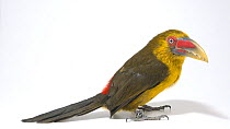 Saffron toucanet (Baillonius bailloni) male profile, Dallas World Aquarium. Captive.