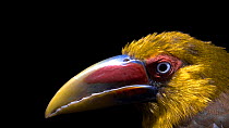 Saffron toucanet (Baillonius bailloni) male close up of head, Dallas World Aquarium. Captive.