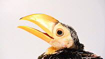 Toco toucan (Ramphastos toco) juvenile profile, Avian Biodiversity Centre. Captive.
