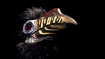 Visayan hornbill (Penelopides panini) female close up of head looking around, Negros Forest Park, Philippines. Endangered. Captive.