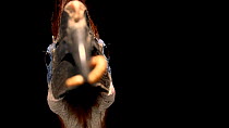 Black-casqued hornbill (Ceratogymna atrata) female eating larva, close up, North Florida Wildlife Center. Captive.