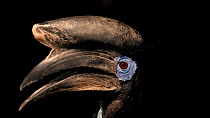 Black-casqued hornbill (Ceratogymna atrata) male close up profile, then turns to look at camera, North Florida Wildlife Center. Captive.