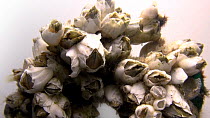 Ivory barnacles (Amphibalanus eburneus) filter feeding, Gulf Specimen Marine Lab. Captive.